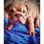 Cucciolo di Bulldog Inglese. - Foto n. 2