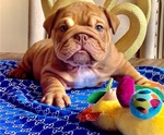 Cucciolo di Bulldog Inglese. - Foto n. 3