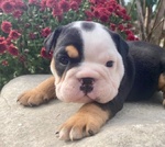 Cuccioli di Bulldog Inglese