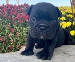 Cucciolo di Bulldog Inglese.