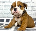 Cucciolo di Bulldog Inglese.