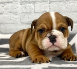 Cucciolo di Bulldog Inglese. - Foto n. 3