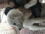 Cuccioli di cane da Pastore Maremmano Abruzzese