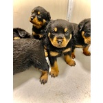 Cuccioli Rottweiler