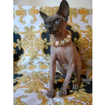 Sphynx Femmina Altissima Genealogia Colore blu Tonkinese Occhi Acqua Marina - Foto n. 2