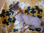 Sphynx Femmina Altissima Genealogia Colore blu Tonkinese Occhi Acqua Marina - Foto n. 3