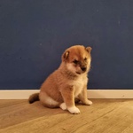 Cuccioli di Shiba Inu