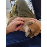 Cuccioli di Shiba Inu - Foto n. 2