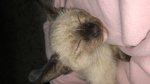 Cucciola di Gatto Siamese - Foto n. 1