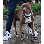 Zeus, Pittbull 1 Anno: si sono Stancati di lui e Finisce in Canile! Cerca Casa! - Foto n. 4