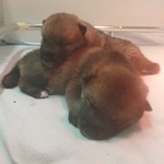 Cuccioli Shikoku Disponibili