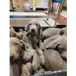 🐶 Weimaraner di 2 anni e 5 mesi in vendita a Matera (MT) e in tutta Italia da privato