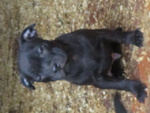 Staffordshire bull Terrier - Foto n. 1