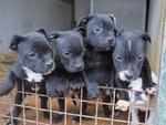 Staffordshire bull Terrier - Foto n. 2