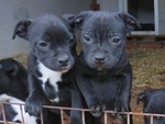 Staffordshire bull Terrier - Foto n. 4