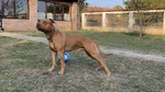 Pitbull con Pedigree