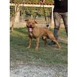 Pitbull con Pedigree - Foto n. 2