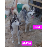 Bea e Maya, Husky 2 anni in Cerca di Casa!