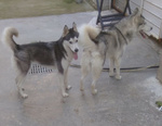 Bea e Maya, Husky 2 anni in Cerca di Casa! - Foto n. 2