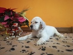 Setter Inglese Cuccioli