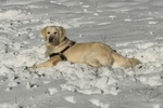 Disponibile per Accoppiamento Maschio di Golden Retriever di anni 5 - Foto n. 1