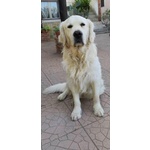 Disponibile per Accoppiamento Maschio di Golden Retriever di anni 5 - Foto n. 2