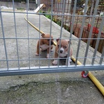 Amstaff blue Fawn