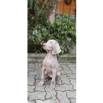 Cuccioli di Weimaraner