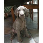 Cuccioli di Weimaraner - Foto n. 2