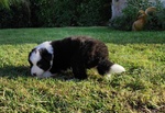 Border Collie, Cuccioli con Pedigree