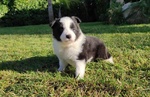 Border Collie, Cuccioli con Pedigree - Foto n. 2