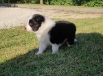 Border Collie, Cuccioli con Pedigree - Foto n. 3