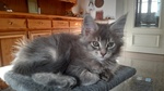 Allevamento Amatoriale di Maine Coon - Foto n. 5