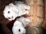 Cuccioli Maltese - Foto n. 4