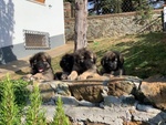 Cuccioli cane da Pastore Della Ciarplanina