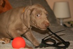 Cuccioli Weimaraner - Foto n. 2