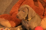 Cuccioli Weimaraner - Foto n. 3