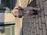 Cuccioli Weimaraner - Foto n. 4