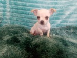 Chihuahua con Pedigree