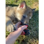 Vendila Cuccioli lupo Cecoslovacco - Foto n. 1