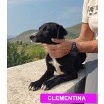 Cucciole 7 Mesi, tg. Media Contenuta - Cercano casa Disperatamente! - Foto n. 1