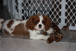 Cuccioli Cavalier king Maschio e Femmina