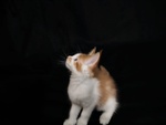 Cucciolo Maine coon red Tabby con Bianco - Foto n. 2