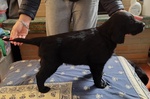 Cuccioli flat Coated Retriever - Foto n. 1