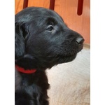 Cuccioli flat Coated Retriever - Foto n. 2