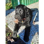 Cuccioli flat Coated Retriever - Foto n. 5