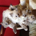 Cuccioli di Gatto Siberiano (unica Razza Ipoallergenica)