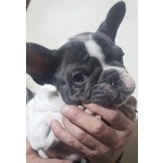 Cucciolo Maschio di Bouledogue Francese Esotico - Foto n. 1