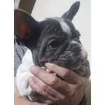 Cucciolo Maschio di Bouledogue Francese Esotico - Foto n. 2