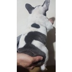 Cucciolo Maschio di Bouledogue Francese Esotico - Foto n. 4